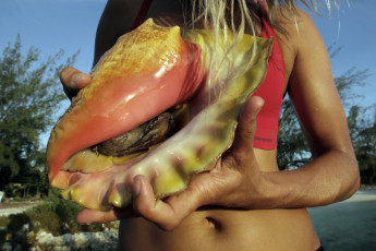 conch shell and conch