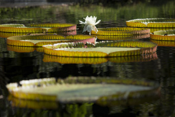 lily pads at the Jacksonville Zoo